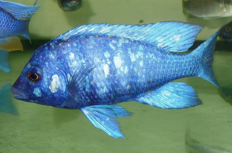 Placidochromis sp. 'phenochilus tanzania'